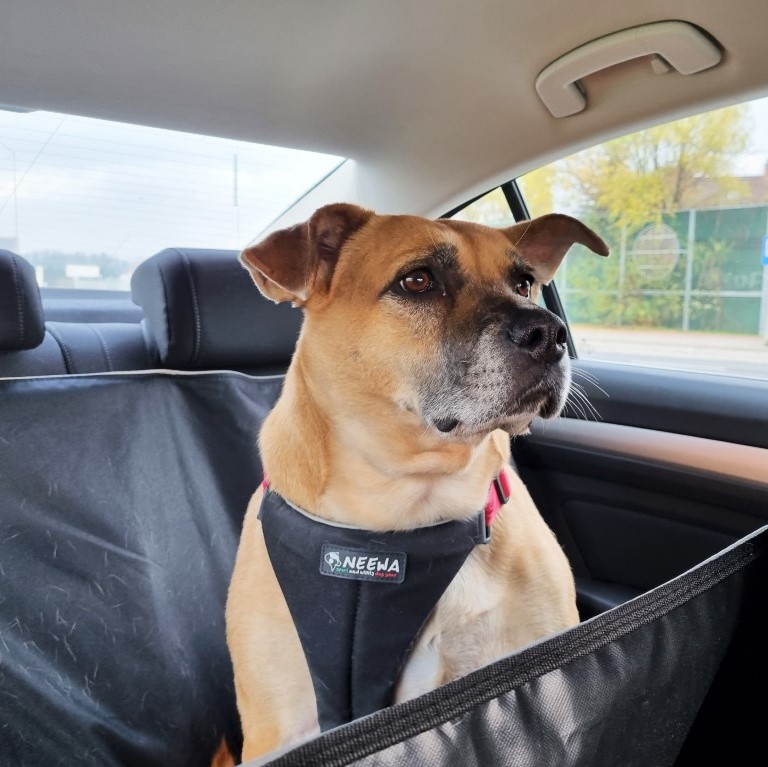 mata_do_samochodu (2) dla osoby lubiącej podróżować