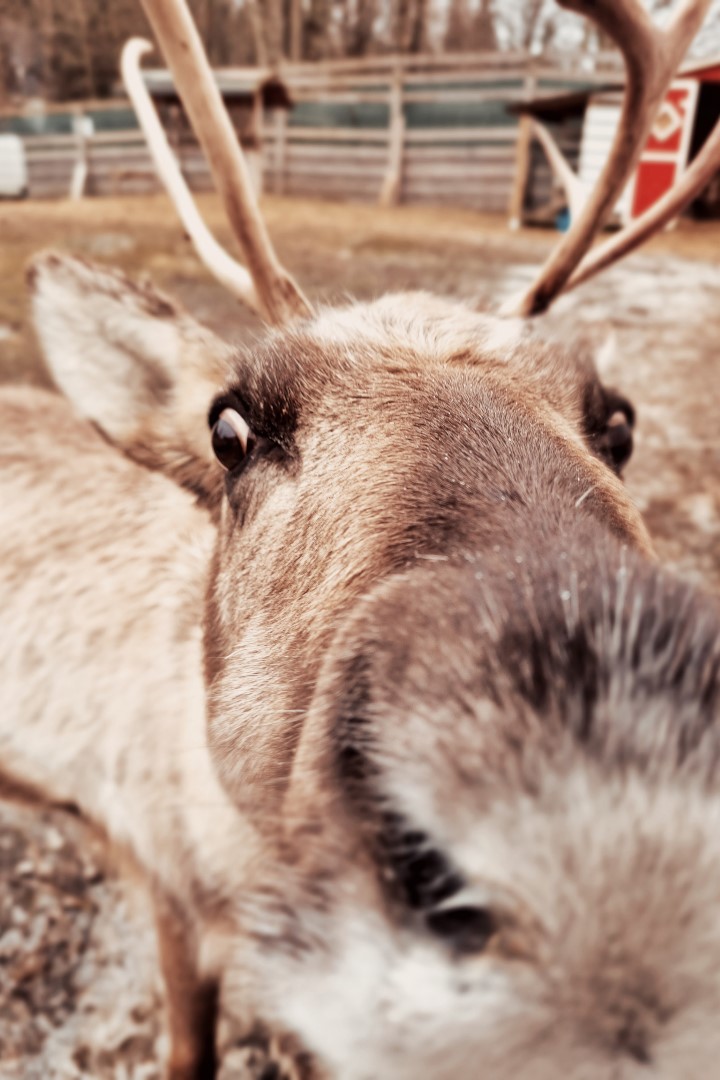 zagroda reniferów karkonosze