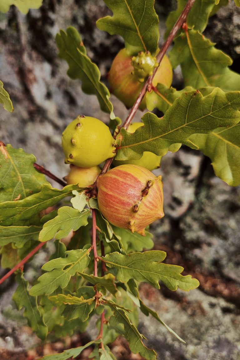 portugalia jesienią